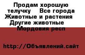 Продам хорошую телучку. - Все города Животные и растения » Другие животные   . Мордовия респ.